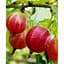 Саженец Agro-Market Крыжовник бесколючковый Мюнхгаузен (средний срок созревания, морозостойкий сорт) 1 саженец (20737) - миниатюра 1