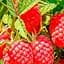 Саджанець Agro-Market Малина Персея (ранній термін дозрівання, високоврожайний сорт) 2 саженца в упаковке шт. (177735) - мініатюра 1