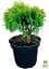 Саджанець Agro-Market Туя західна Danica (Thuja occidentalis) С2 висота 15-20 см 1 шт. в упаковці (71808) - мініатюра 3