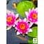 Саженец Agro-Market Нимфея Розинимфе (Rosennimphe) (52519) (Корневище) 1 шт. - миниатюра 2