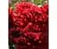 Саженец Agro-Market Хризантема мультифлора шаровидная Pokai Red (130598) 1 шт. в упаковке - миниатюра 1