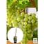 Саженец Agro-Market Виноград Dr. Smidtmans (сортовой, укорененный) (153322) 1 шт. - миниатюра 2