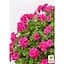 Саженец Agro-Market Пеларгония ампельная Amy (контейнер №10 высота 10-20 см) (176649) 1 шт. в упаковке - миниатюра 2