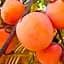 Хурма Agro-Market "Божий дар" (сіянець) (87671) 1 саджанець в упаковці - мініатюра 1