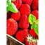 Саженец Agro-Market Клубника Луиза (Louise) 5шт (ремонтантный сорт) (37289) - миниатюра 1