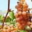 Саджанець Agro-Market Виноград Дублянський (винний сорт, ранній термін дозрівання) 1 шт. в пакуванні (178127) - мініатюра 1