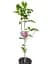 Магнолия Agro-Market Amethyst Flame привитая 4-летняя высота 120-150 см 1 саженец в упаковке (152750) - миниатюра 3