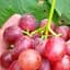 Саженец Agro-Market Виноград Красное пламя (кишмиш, ранне-средний срок созревания, имеет длительный срок хранения ягод) 1 шт. в упаковке (20041) - миниатюра 1