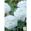 Роза английская Agro-Market Glamis Castle саженец класса АА+ высший сорт 1 шт. в упаковке (37075) - миниатюра 2