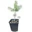 Саджанець Agro-Market Ялина блакитна Majestic Blue вазон С1, 5 висота 15-30 см 1 шт. в упаковці (111943) - мініатюра 1