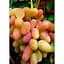 Саджанець Agro-Market Виноград Віктор (ранній термін дозрівання, грона дуже великі, масою 500-1000г) 1 шт. в упаковці (17697) - мініатюра 1