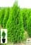Саженец Agro-Market Туя 3-летняя западная Smaragd S3 высота 40-60 см 1 шт. в упаковке (62794) - миниатюра 2