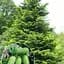 Пихта Великая Agro-Market Abies grandis горшок P9 189732 1 саженец в упаковке - миниатюра 1