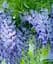 Саженец Agro-Market Глициния 3-х летняя китайская Блу сапфир (Wisteria chinensis Blue Sapphire) С2 (57024) 1 шт. в упаковке - миниатюра 1