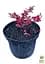 Саджанець Agro-Market Барбарис Тунберга 3-х річний Atropurpurea Nana С3, висота саджанця від 25см (175131) - мініатюра 6