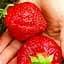 Саджанець Agro-Market Полуниця Гігант джорнея (середньо-ранній термін дозрівання, високоврожайний сорт) 5 шт. в пакуванні (37309) - мініатюра 1