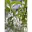 Саджанець Agro-Market Проліскове дерево Styrax japonicus (красиве, компактне, з ароматом пролісків) (181403) - мініатюра 3