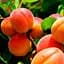 Саджанець Agro-Market Абрикос Харкот (літній сорт, пізній термін дозрівання) (46222) 1 шт. в упаковці - мініатюра 1