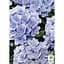 Саджанець Agro-Market Гортензія крупнолистова Florentina Blue (183476) 1 шт. в упаковці - мініатюра 2