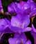 Саджанець Agro-Market Фрезія проста Purple 5 шт. в упаковці (176343) - мініатюра 1