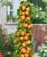 Саджанець Agro-Market Абрикос колоноподібний Компакта (Compacta) 1 шт. в упаковці (101935) - мініатюра 1
