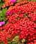 Саженец Agro-Market Тысячелистник красный Flowerburst Red Shades вазон С2 1 шт. в упаковке (115630) - миниатюра 1
