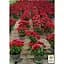 Саженец Agro-Market Хризантема Lobell Purple (мультифлора ранняя) (48766) 1 шт. в упаковке - миниатюра 3