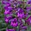 Пенстемон "Harlequin Purple" (186458) 1 саженец - мініатюра 1