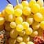 Саджанець Agro-Market Виноград Володар (кишмиш сверхраннего терміну дозрівання) 1 шт. в пакуванні (48752) - мініатюра 1