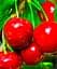 Саджанець Agro-Market Черешня Стаккато (літній сорт, пізній термін дозрівання) 1 шт. в упаковці (39906) - мініатюра 1