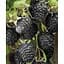 Саджанець Agro-Market Чорна малина Black Jewel Корневище 1 шт. (50924) - мініатюра 1