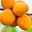 Саджанець Agro-Market Абрикос Ананасовий Цюрупинський (літній сорт, середній термін дозрівання) (21379) 1 шт. в упаковці - мініатюра 1
