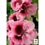 Саженец Agro-Market Пеларгония Королевская Aristo Fabiola (контейнер №10 высота 10-20 см) (49107) 1 шт. в упаковке - миниатюра 2