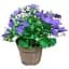 Цибулина Agro-Market Кампанула квітуча Isophylla Violet (178713) 1 шт. - мініатюра 5