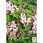 Саженец Agro-Market Дейция гибридная Mont Rose (177161) 1 шт. в упаковке - миниатюра 2