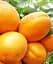 Саджанець Agro-Market Абрикос Флейвор Кот (літній сорт, пізній термін дозрівання) 1 шт. в упаковці (44000) - мініатюра 1