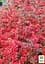 Саженец Agro-Market Барбарис Тунберга 3-х летний Red Jewel С3, высота саженца от 25см (102630) - миниатюра 3