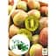 Саженец Agro-Market Актинидия 2-х летняя аргута Оригинальная (мини-киви, морозостойкий сорт) вазон С1 (179780) 1 шт. - миниатюра 2
