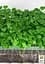 Семена Agro-Market Микрозелень Рукола в банке 20 г (45225) - миниатюра 4