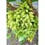 Саженец Agro-Market Виноград Столетие (кишмиш, средне-ранний срок созревания, гроздья солидные весом до 1500г) 1 шт. (36291) - миниатюра 1