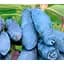 Саджанець Agro-Market Жимолість Індиго Джем (ранній термін дозрівання, великоплідний, морозостійкий сорт) 1 саджанець (176945) - мініатюра 1