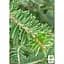 Саджанець Agro-Market Ялиця Віча (Abies Veitchii) горщик P9 (176500) - мініатюра 2