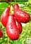 Саженец Agro-Market Кизил Экзотический (средний срок созревания, крупноплодный сорт) 1 шт. в упаковке (178400) - миниатюра 2
