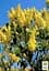 Саженец Agro-Market Сирень желтая Примроз (Primrose) (36914) - миниатюра 2