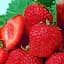 Саженец Agro-Market Клубника Мармелада (Marmolada) (средний срок созревания, сорт устойчив к разным заболеваниям) 5 шт. в упаковке (37068) - миниатюра 1