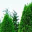 Саджанець Agro-Market Туя західна Smaragd (Thuja occidentalis Smaragd) C2, висота 30-40см (62744) - мініатюра 1