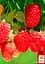 Саджанець Agro-Market Малина Зюгана (Sugana) один з провідних ремонтантних сортів) 2 шт. в пакуванні (17664) - мініатюра 2