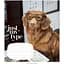 Зошит учнівський Школярик Pets portraits, в клітинку, 24 аркуші, ВД-лак, 25 шт. (024-3234K) - мініатюра 3