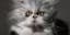 Feline - миниатюра 8