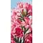 Картина по номерам "Pink flowers" 13100-AC 40 x 80 - миниатюра 1